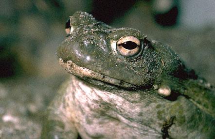 toad.jpg (40884 bytes)