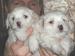 z-5_weeks(1st pup).jpg 1.7K