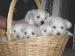 z-5_weeks(2nd pup).jpg 1.8K