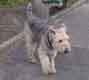 An Unidentified Airedale Terrier