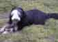 An unidentified Bearded Collie