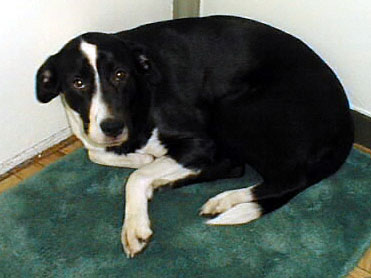 Sabi-Cuddled.jpg (28151 bytes)