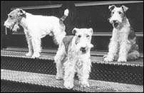 dogs-of-soho.jpg (8121 bytes)